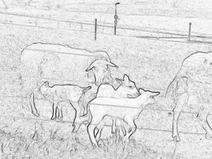 Jan-März 14 017Bleistift