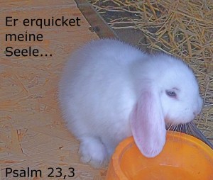 Erquickung aus dem Trinknapf