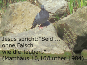 ohne Falsch w. d. Tauben