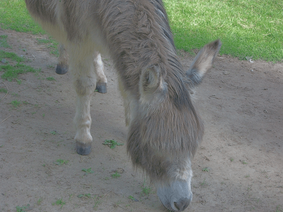 Esel 2 - christenfindenruhe.wordpress.com