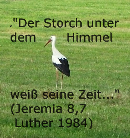 StorchweißseineZeit