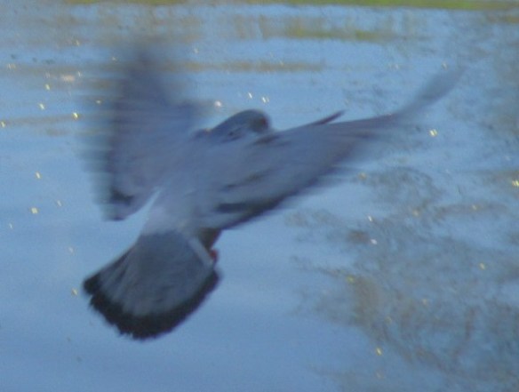 Enten u. Tauben 21.04.15 139hellerMOP