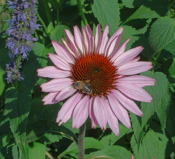 Landesgartenschau Sigmaringen 036hellerMOP