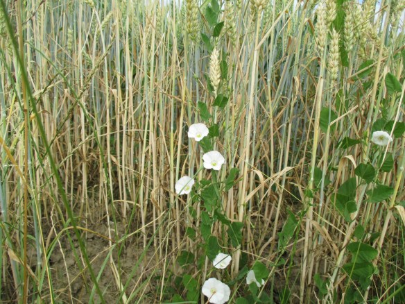 Bahnhof Stgt und Naturbilder 032
