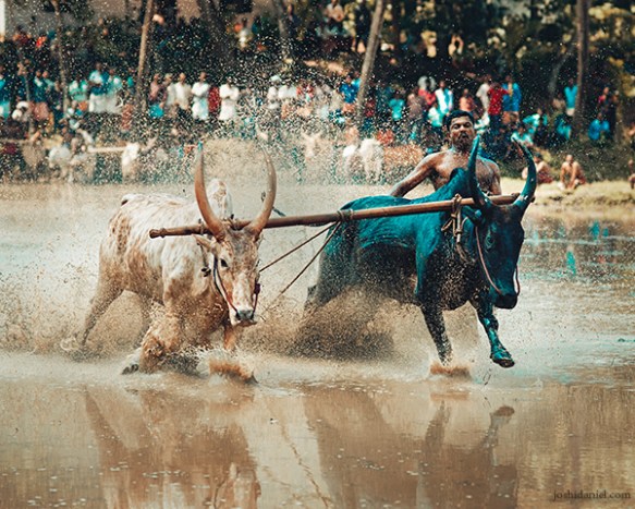 Maramadi (Ox race) festival held in Kalluvathukkal village in Kollam, Kerala