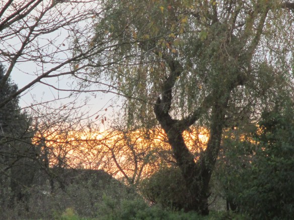 Herbstbilder 9.11.14 020