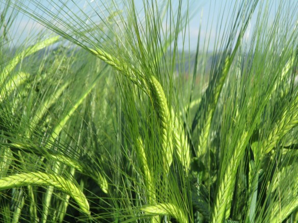 Vögel, Gerstenfeld 010