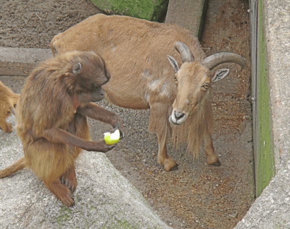 2 Vögel und Wilhelma Stuttgart 13.04.15 141hz