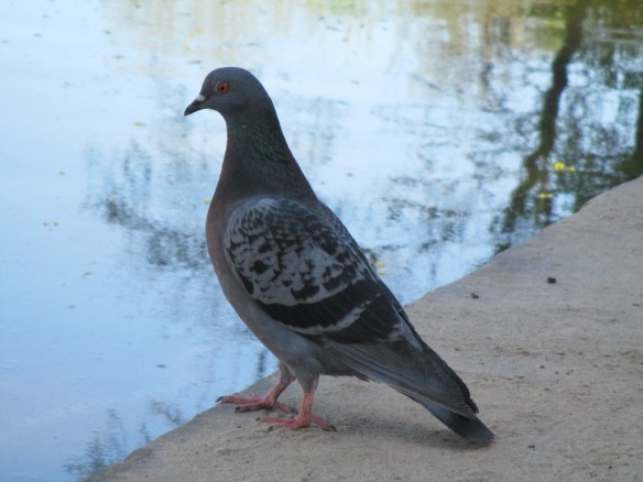 Enten u. Tauben 21.04.15 165