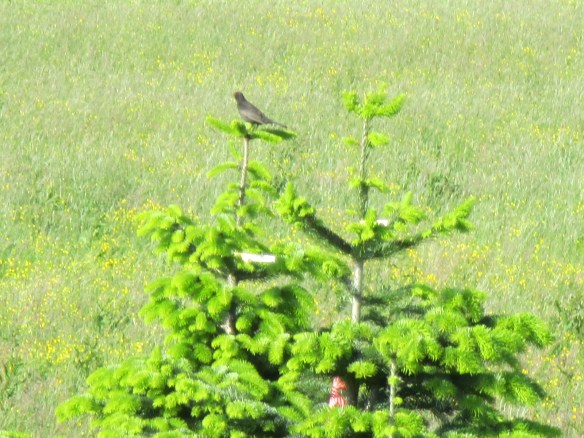 kleine Vögel, Blüten 014