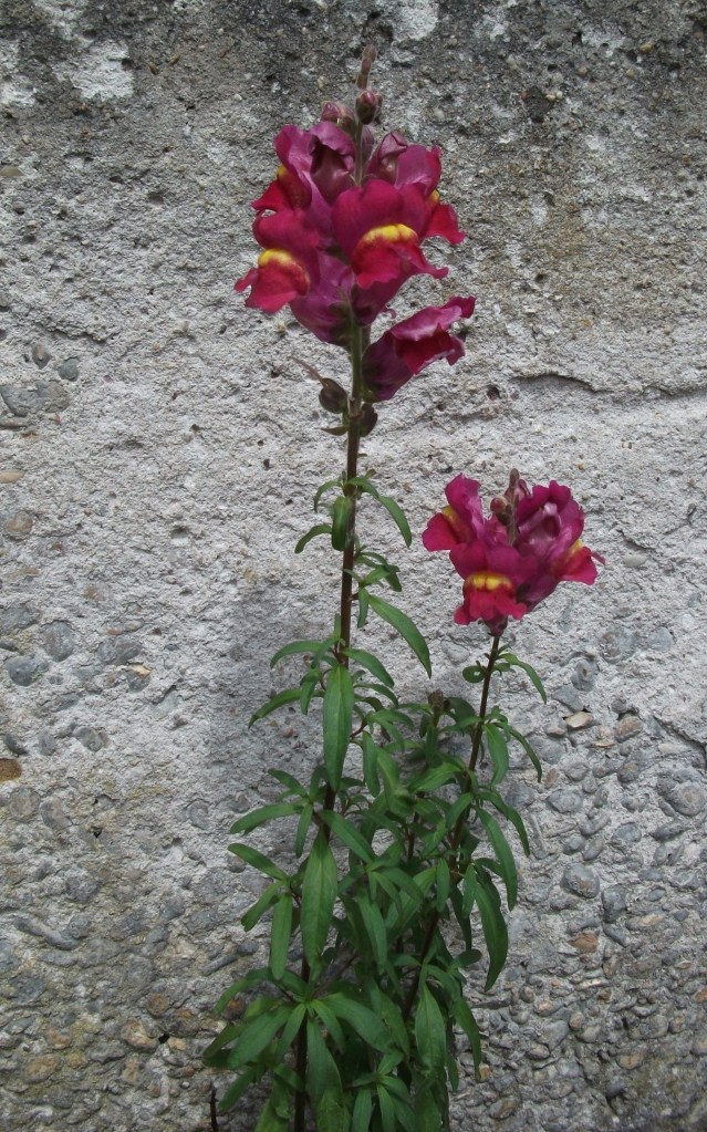 Diese Blume steht mit dem Rücken zur Wand, Dennoch konnte sie wachsen, gedeihen und blühen.